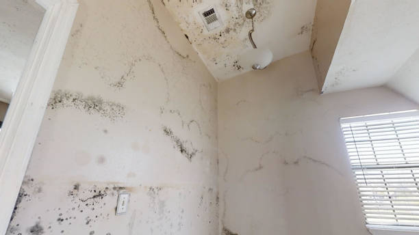 Trusted Eldridge, IA Mold Removal Experts