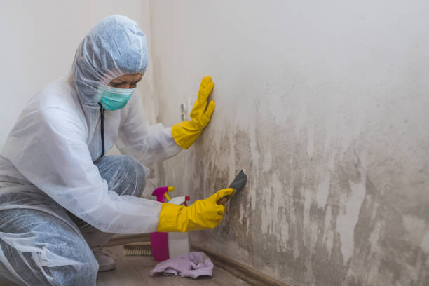 Mold Removal for HVAC Installations in Eldridge, IA
