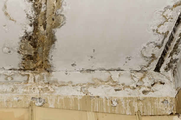 Best HVAC Mold Inspection and Cleaning  in Eldridge, IA