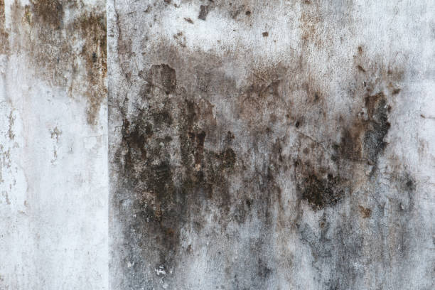 Best Real Estate Mold Inspection  in Eldridge, IA