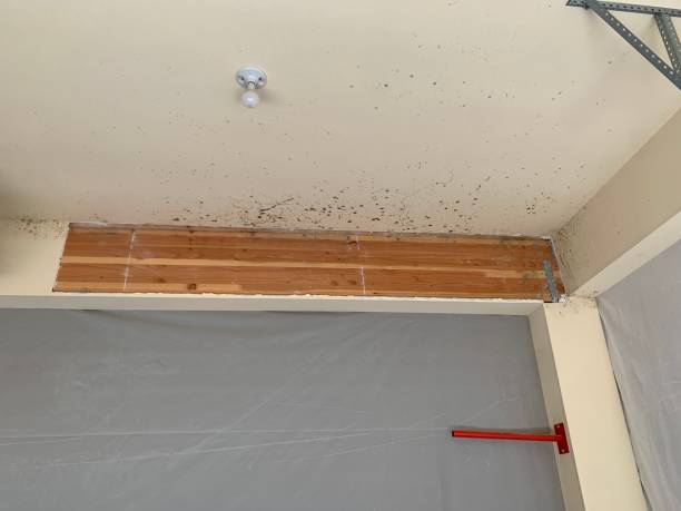 Best Comprehensive Air Testing for Mold Contaminants  in Eldridge, IA