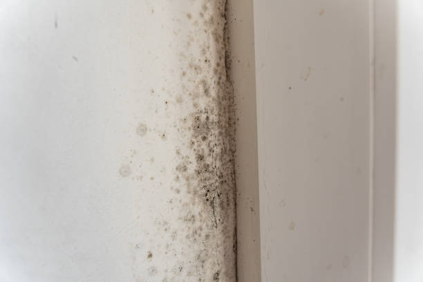 Best Attic Mold Removal  in Eldridge, IA
